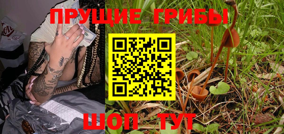 Галлюциногенные грибы Psilocybe Междуреченск